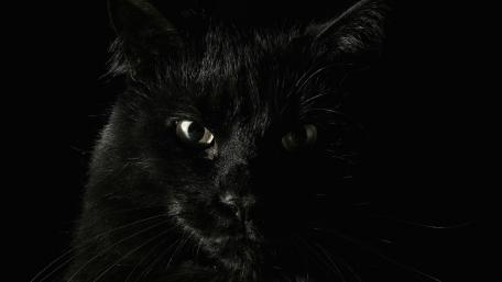 Mystical Black Cat in Shadows wallpaper