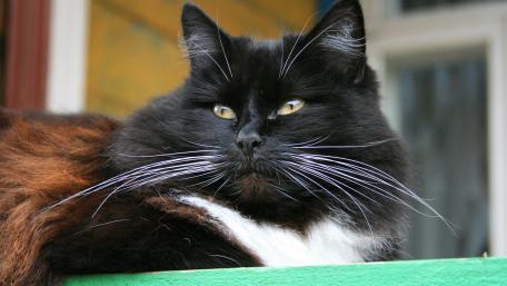 Charming Black and White Cat Wallpaper wallpaper