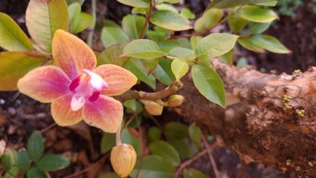 Blooming Orchid Beauty in Nature's Embrace wallpaper