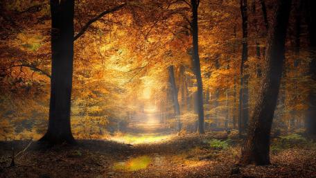 Golden Autumn Serenade wallpaper