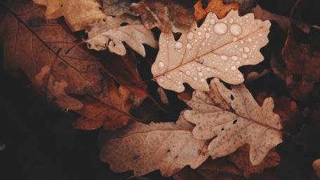 Fallen leaves wallpaper