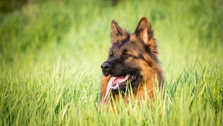 Majestic German Shepherd in Lush Greenery wallpaper