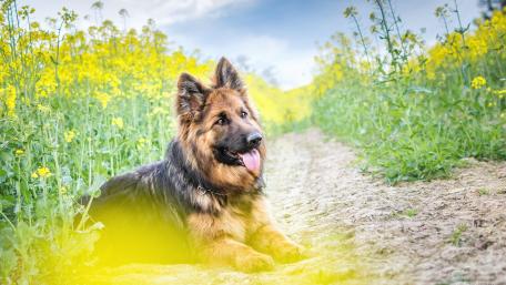 Gentle German Shepherd in a Blooming Field wallpaper