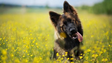 Majestic German Shepherd in Flower Field wallpaper