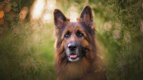 Majestic German Shepherd in Nature wallpaper