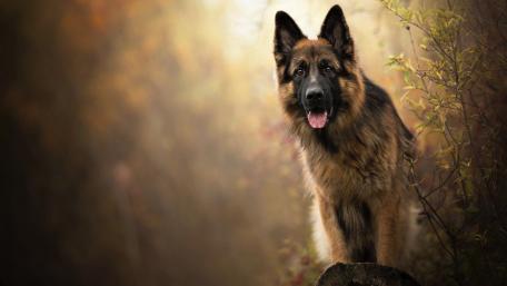Majestic German Shepherd in Nature Scene wallpaper