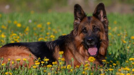 Majestic German Shepherd in a Vibrant Meadow of Dandelions wallpaper