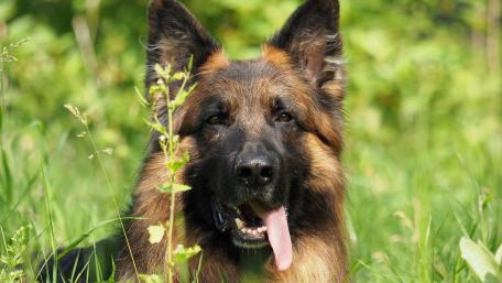 Majestic German Shepherd in Nature wallpaper