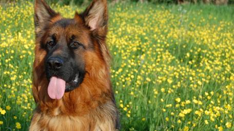 Vibrant German Shepherd in a Field of Flowers wallpaper