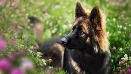Majestic German Shepherd in Blooming Meadow wallpaper