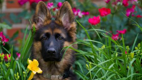 German Shepherd Puppy in a Flower Garden wallpaper