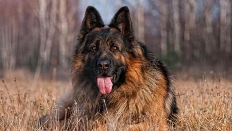 Majestic German Shepherd in Natural Setting wallpaper