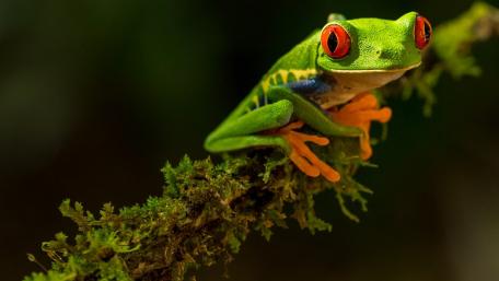 Vibrant Red-Eyed Tree Frog Wallpaper wallpaper
