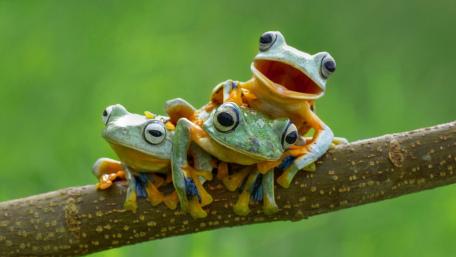 Funny Frogs in Action wallpaper