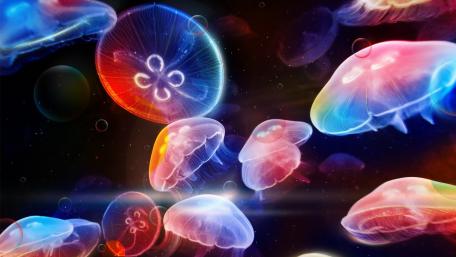 Jellyfish wallpaper