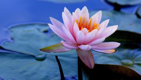 Water lily wallpaper