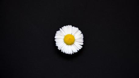 Camomile Simplicity on Black Canvas wallpaper
