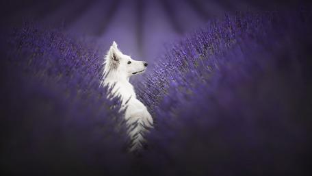 Dog wallpaper