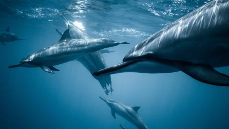 Beneath the Waves with Dolphins wallpaper
