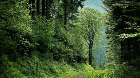 Tranquil Forest Sanctuary in 5K Detail wallpaper
