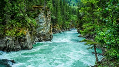 Mountain River Through Lush Forest wallpaper