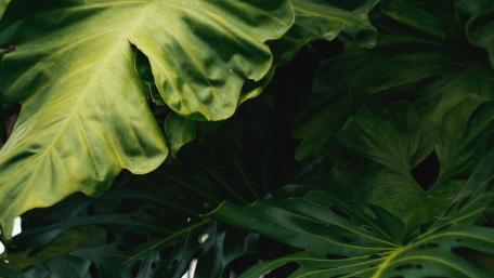 Lush Green Leaves in Vibrant Detail wallpaper