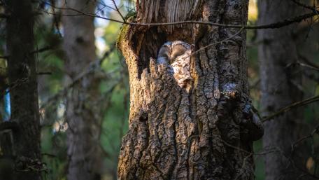 Serene Ural Owl Nestled in Nature's Embrace wallpaper