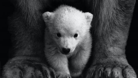 Tender Embrace in Monochrome wallpaper
