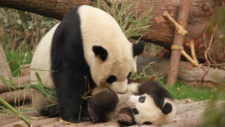 Panda Family Moments in Nature wallpaper