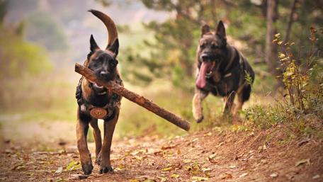 Joyful German Shepherds Playing in Nature wallpaper