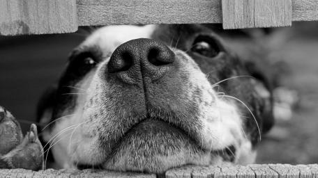 Curious Dog Peering Through Fence wallpaper