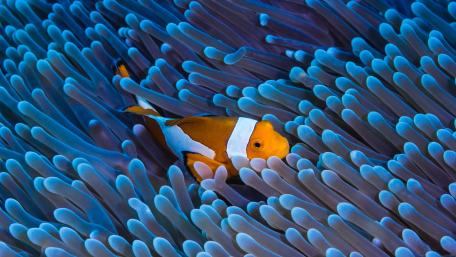 Clownfish Among Coral Beauty wallpaper