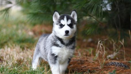 Adorable Siberian Husky Puppy Under Pine Trees wallpaper