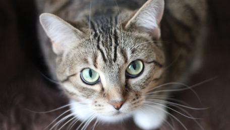 Focused Cat Gaze Captured in Detail wallpaper