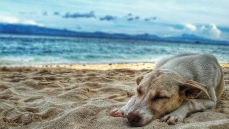 Peaceful Dog Slumbering by the Beach Waterscape wallpaper