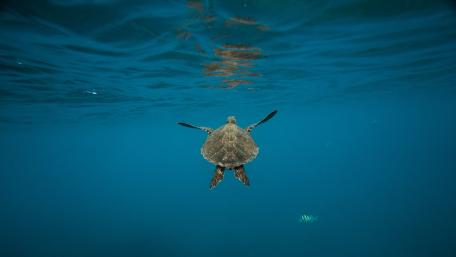 Graceful Sea Turtle Gliding Through Serenity wallpaper