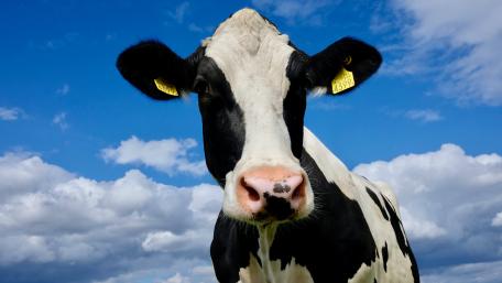 Majestic Cow Against a Beautiful Sky wallpaper