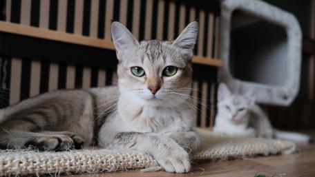 Charming Cats in Cozy Setting wallpaper