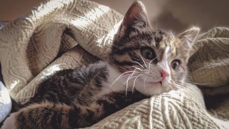 Whiskered Wonder in Cozy Comfort wallpaper