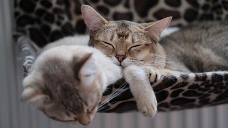 Cozy Cat Companions Sleeping Together wallpaper