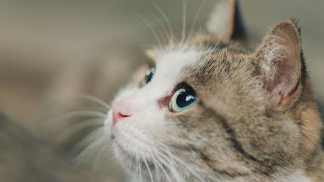 Whiskers and Wonder in Every Detail wallpaper