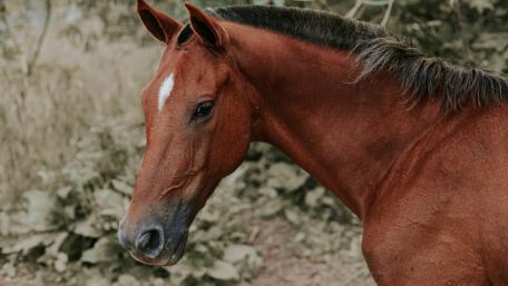Majestic Close-Up of a Horse wallpaper