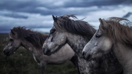 Majestic Mustangs Under a Cloudy Sky wallpaper