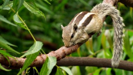Charming Squirrel Resting on a Branch wallpaper