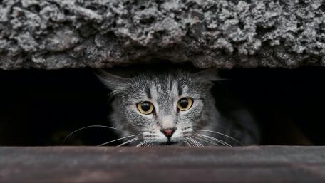 Curious Cat Behind the Wall wallpaper