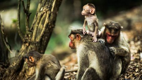 Adorable Baby Chimpanzee On Mother's Back wallpaper