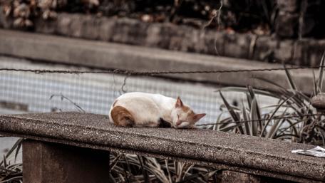 Sleepy Kitten Enjoying a Quiet Moment Outdoors wallpaper
