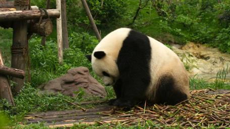 Panda's Tranquil Moment in Nature wallpaper