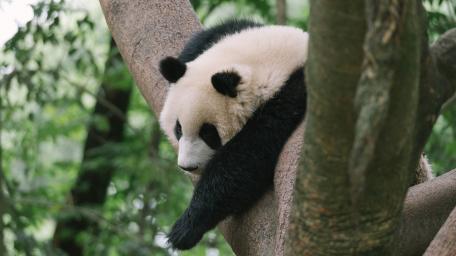 Gentle Giant Relaxing in Nature wallpaper