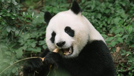 Majestic Panda Enjoying Bamboo Snack wallpaper